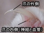 猫の爪の内部には、クイックと呼ばれる神経と血管の束があります。