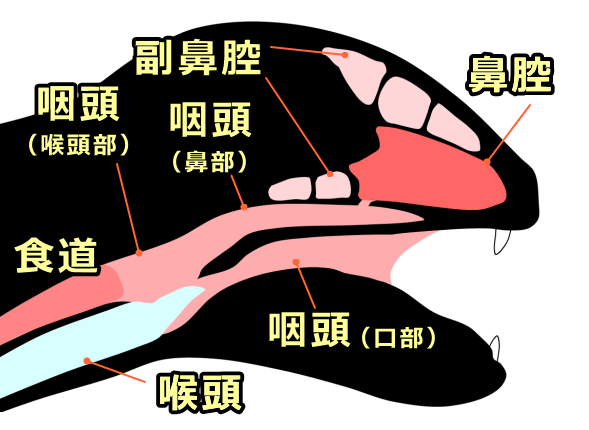 猫の咽頭と喉頭・断面模式図