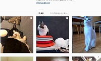 保護猫カフェめおまるけ・Instagram
