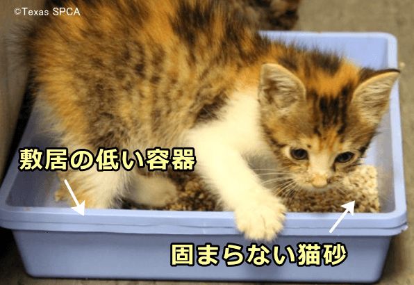 子猫用のトイレは敷居の低い容器と固まらない猫砂で
