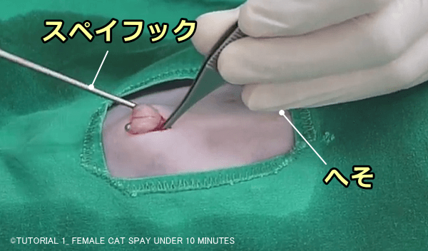 メス猫の腹腔からスペイフックで引き上げられた子宮角