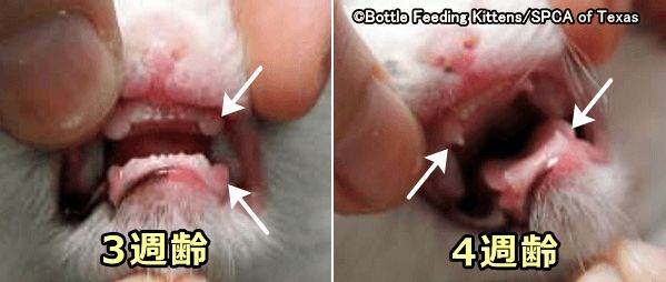 3～4週齢の子猫では犬歯と前臼歯の先端がうっすらと見え始める