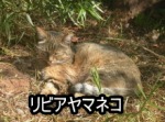 貴重！ リビアヤマネコ（African Wildcat）頭骨 ※捕獲データ付+