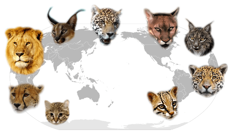 大陸移動して世界各地に散ったネコ科動物たちの分布図