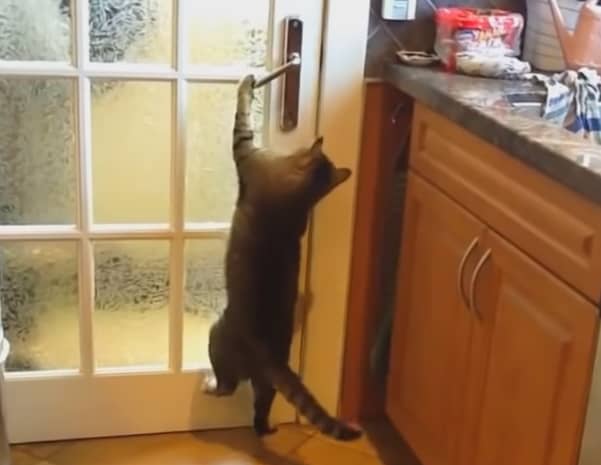 前足を使って器用にレバー式ドアを開く猫