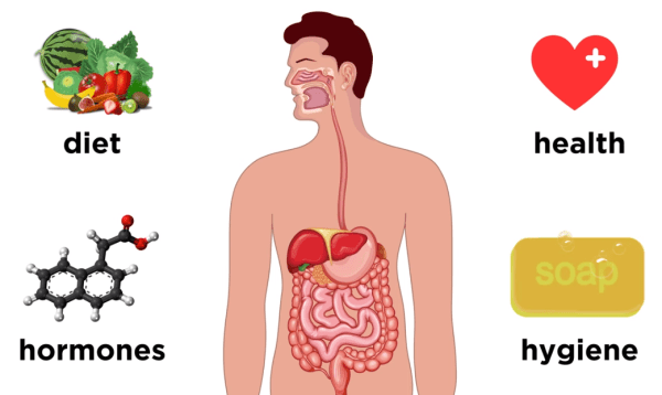 腸内フローラは内外の多様な因子によって影響を受ける