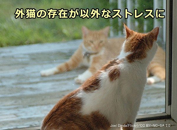 警戒心が強い猫にとって、見知らぬ猫との遭遇はガラス越しでもストレスになりうる