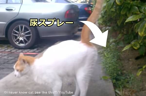 マーキング行動としての猫の尿スプレーは、立った状態からしっぽを高々と上げて真後ろに勢いよく放出する