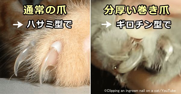 猫の爪切りの仕方 完全ガイド 必要性から暴れるときの対処法まで 子猫のへや