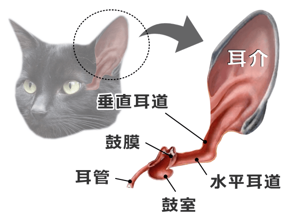 猫の耳掃除の仕方 完全ガイド 必要な道具から頻度や手順まで 子猫のへや