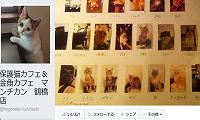 保護猫 金魚カフェ マンチカン鶴橋店 大阪にある猫カフェ 子猫のへや