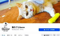 猫カフェbaron バロン 長野にある猫カフェ 子猫のへや