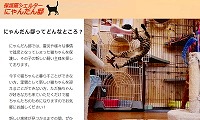 にゃんだん邸 東京にある猫カフェ 子猫のへや