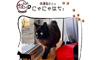 保護猫かふぇにゃにゃはち2・ホームページ