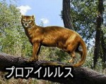 猫の進化の歴史をたどろう！～祖先の古代生物から生まれ故郷まで