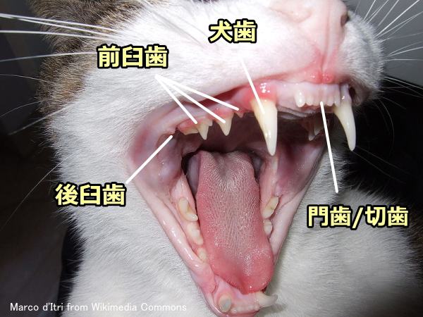 猫の歯と口 完全ガイド 歯の本数や種類から口の中の病気まで 子猫のへや