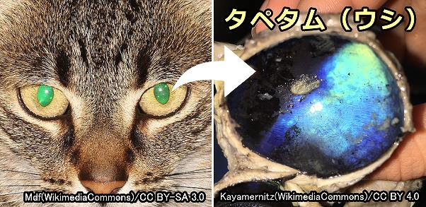 猫の目と視覚・完全ガイド～目の色・視力から色覚・視野まで写真と図で解説 子猫のへや