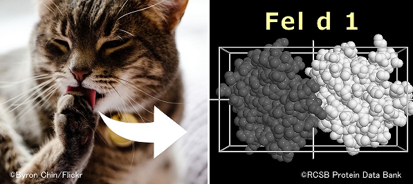 猫アレルギー完全ガイド 症状や原因から対策 予防法まで 子猫のへや