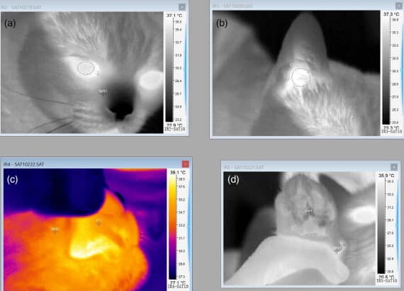 赤外線機器による猫の体温計測