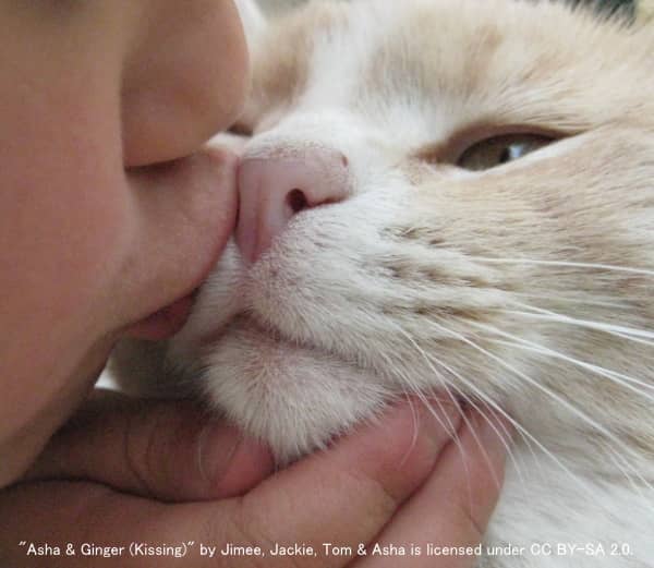 猫の頬にキスする少年