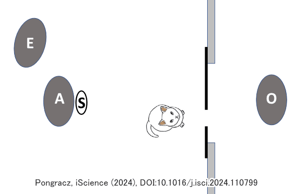 くぐり穴を用いた猫の通り抜け実験模式図