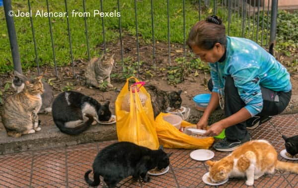 路上で猫に餌付けする女性