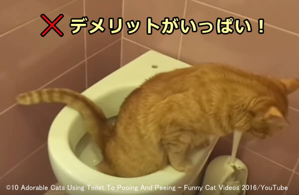 猫のトイレのしつけ 完全ガイド 選び方から置き場所までが1ページですべてわかる 子猫のへや