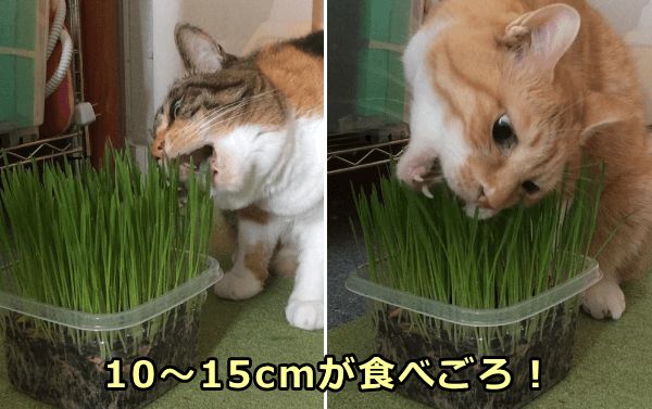 猫草の育て方 写真付き完全ガイド 自宅で猫用サラダを栽培しよう 子猫のへや
